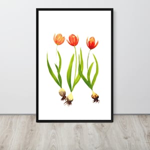 Watercolor Red Tulips Wall Art – Loose Floral Painting Print | Framed, Unframed, or Canvas | Botanical Flower Home Decor