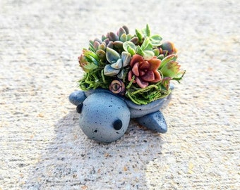 Mini Succulent Turtle