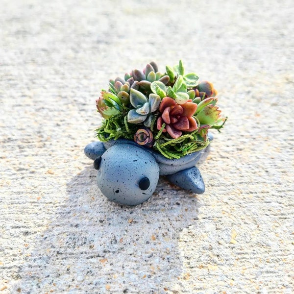 Mini Succulent Turtle