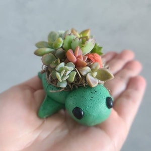 May include: A small green turtle planter with a variety of succulents growing out of the top. The turtle has black eyes and a textured shell.
