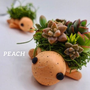 Mini Succulent Turtle -Spring Series