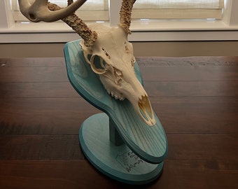 European Skull Mount Plaque from Solid Hardwood (not pine) with Teal Stain|Wall or Table | Taxiderm | Whitetail | Hunting