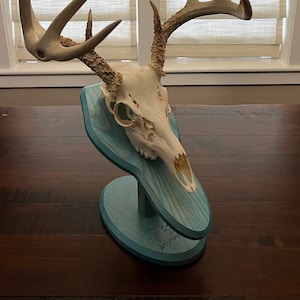 European Skull Mount Plaque from Solid Hardwood (not pine) with Teal Stain|Wall or Table | Taxiderm | Whitetail | Hunting