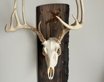 Skull Mount Plaque from Solid Sycamore Live Edge Hardwood (not pine)  |Wall Mount  | Taxiderm | Whitetail | Hunting