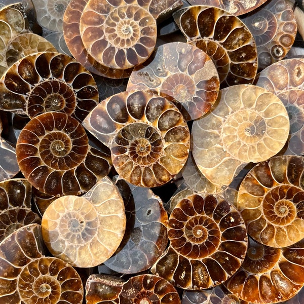 Mini Ammonite Fossils, Miniature Ammonite Fossil from Madagascar, Pocket-Sized