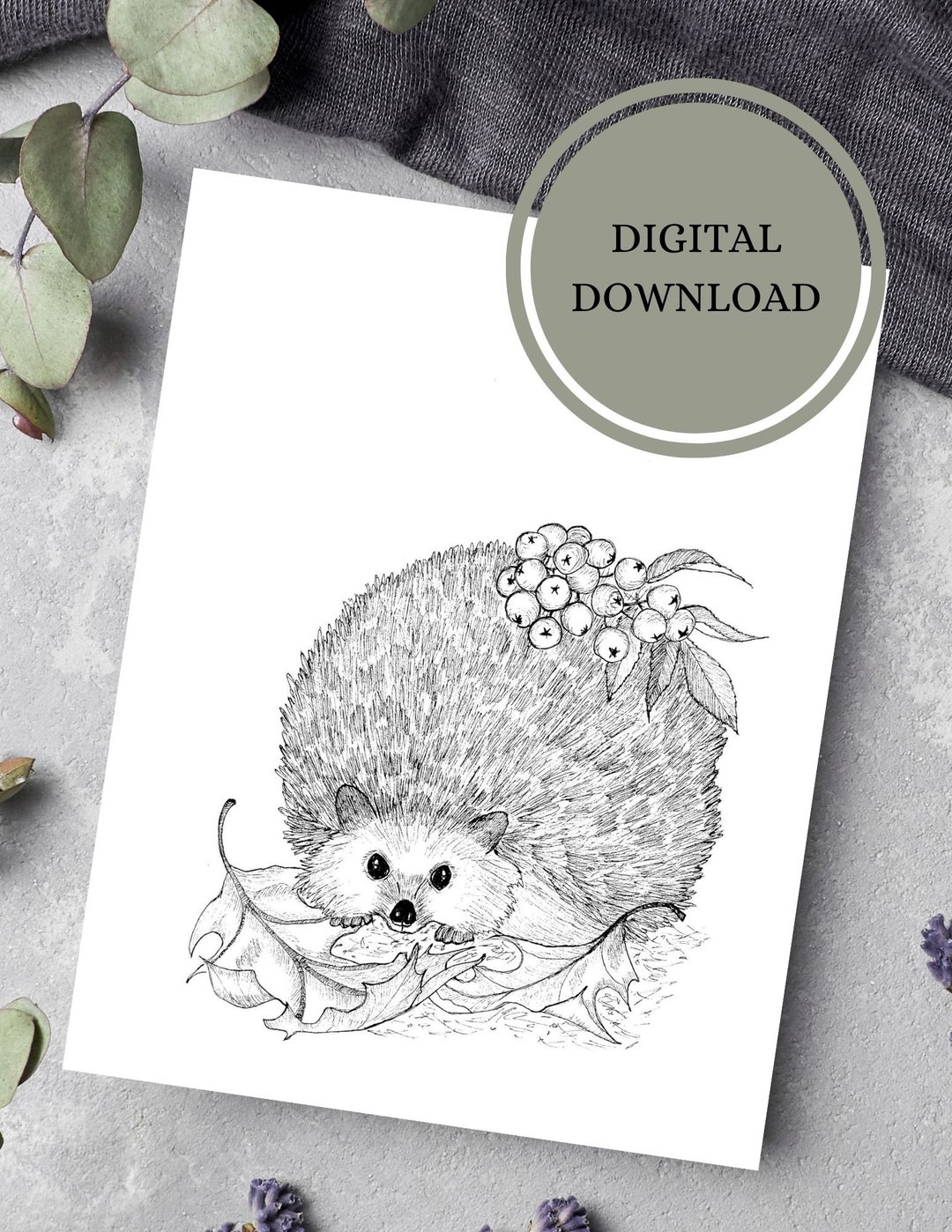 Hedgehog Coloring Page for Adults and Children/instant Download