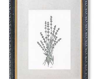 May include: A framed botanical print featuring a detailed black and white illustration of lavender sprigs. The artwork is set against a neutral background and framed in a black and gold ornate frame, creating a classic aesthetic.