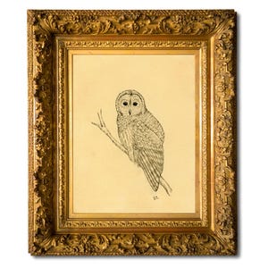 Original drawing. Not art print. Owl pen & ink drawing.
