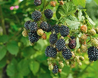 Wild Southern Blackberry Seeds - 25 Freshly Harvested Seeds for Your Home Garden
