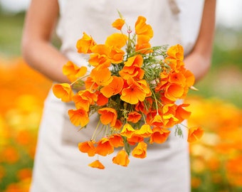 CALIFORNIA WILDFLOWERS Orange California Poppy 100 graines Vendeur américain