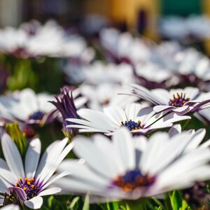 CALIFORNIA WILDFLOWERS Dimorphotheca Sinuata White African Daisy 25 Seeds USA Seller