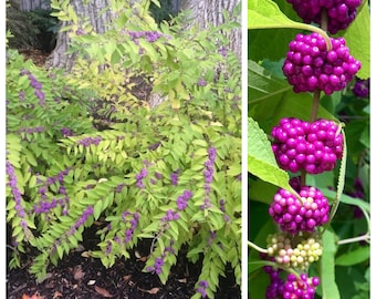 USA SELLER American Beauty Berry 25 seeds Wild Harvest