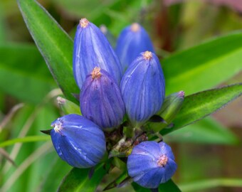 NORTHERN WILDFLOWER Blue Bottle Gentain 50 seeds (Gentiana andrewsii)