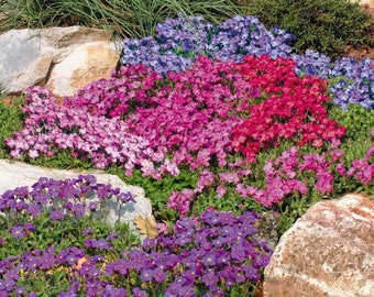 CALIFORNIA WILDFLOWER Cascade Mix Rock Cress 50 seeds USA Seller