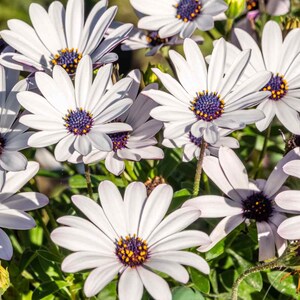 CALIFORNIA WILDFLOWERS (Osteospermum) White African Daisy 25 Seeds USA Seller