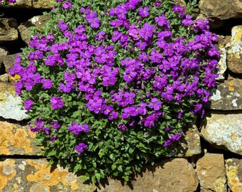 CALIFORNIA WILDFLOWER Hendersonii Rock Cress 50 seeds USA Seller