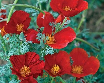 CALIFORNIA WILDFLOWERS Red Chief California Poppy 50 graines USA Vendeur