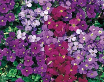 CALIFORNIA WILDFLOWER Royal Mix Rock Cress 50 seeds USA Seller