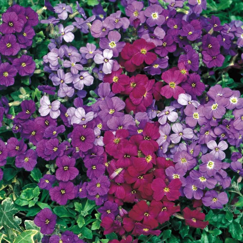 CALIFORNIA WILDFLOWER Royal Mix Rock Cress 50 seeds USA Seller image 1