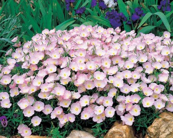 USA SELLER Showy Pink Evening Primrose 100 seeds