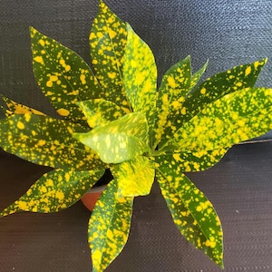 4&quot;pot established Gold dust Croton