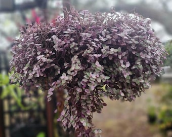 4" pot live and well rooted Callisia Repens Pink Panther plant