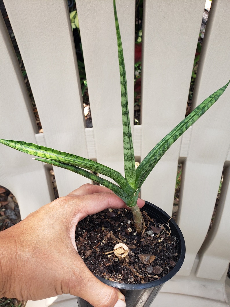 SunshinePlantita Sansevieria cylindrica Snake Plant