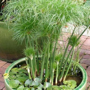 May include: A lush green papyrus plant in a green ceramic pot. The plant has long, thin, green stems and feathery green foliage. The pot also contains water lilies and is set on a brick patio.