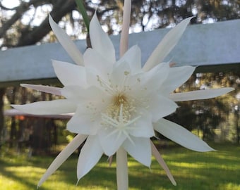 in pot rooted rare morning bloomer lady of the night cereus plant orchid cactus Epiphyllum Oxypetalum