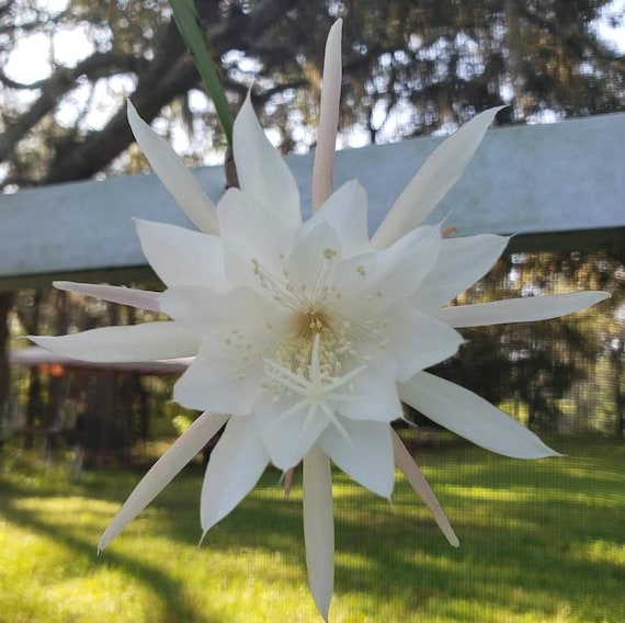 In Pot Rooted Rare Morning Bloomer Lady of the Night Cereus Plant Orchid  Cactus Epiphyllum Oxypetalum Heat Pack Available - Etsy