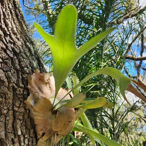 live Staghorn Fern plant