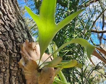 live Staghorn Fern plant