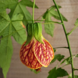 IN POT live plant from cuttings, Chinese Lantern, Tiger Eye Abutilon, Flowering Abutilon Maple, Red Vein Indian Mallow