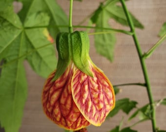 EN POT plante vivante issue de boutures, lanterne chinoise, abutilon oeil de tigre, abutilon en fleurs érable, mauve indienne veine rouge