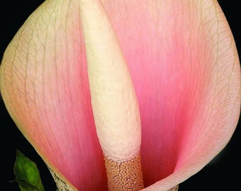in pot live rare Voodoo Lily Amorphophallus Bulbifer Pink Devil's Tongue