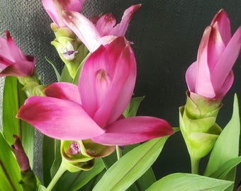 4" pot rooted Siam Tulip Curcuma Alismatifolia with bloom/ ready to bloom