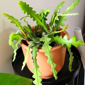 in pot, well-rooted Fishbone Zigzag Cactus