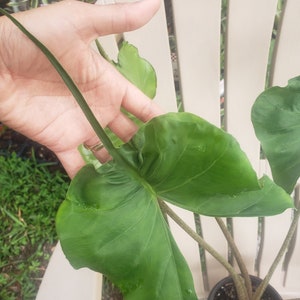 in pot live well-rooted Rare Alocasia macrorrhiza Stingray plant in 4 or 6 inch pot