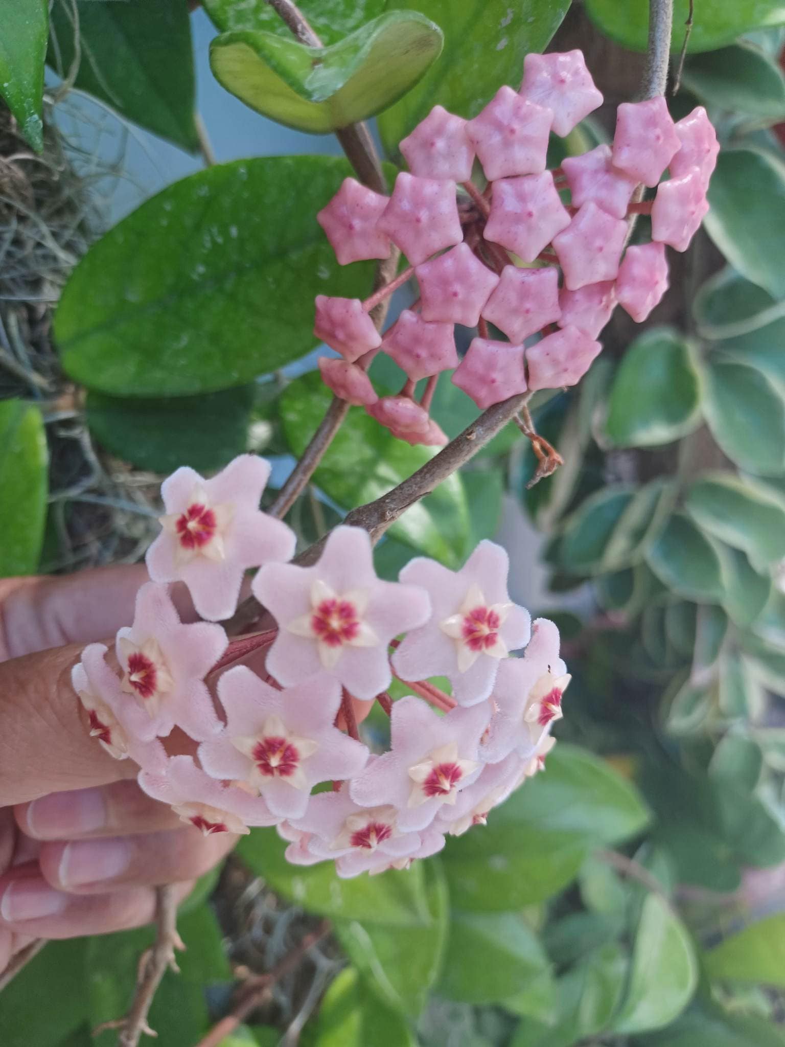 In Pot Well-rooted Rare Hoya Carnosa Green Jade Wax Porcelain