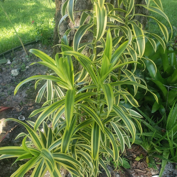 in pot live well-rooted Song of India plant Dracaena reflexa