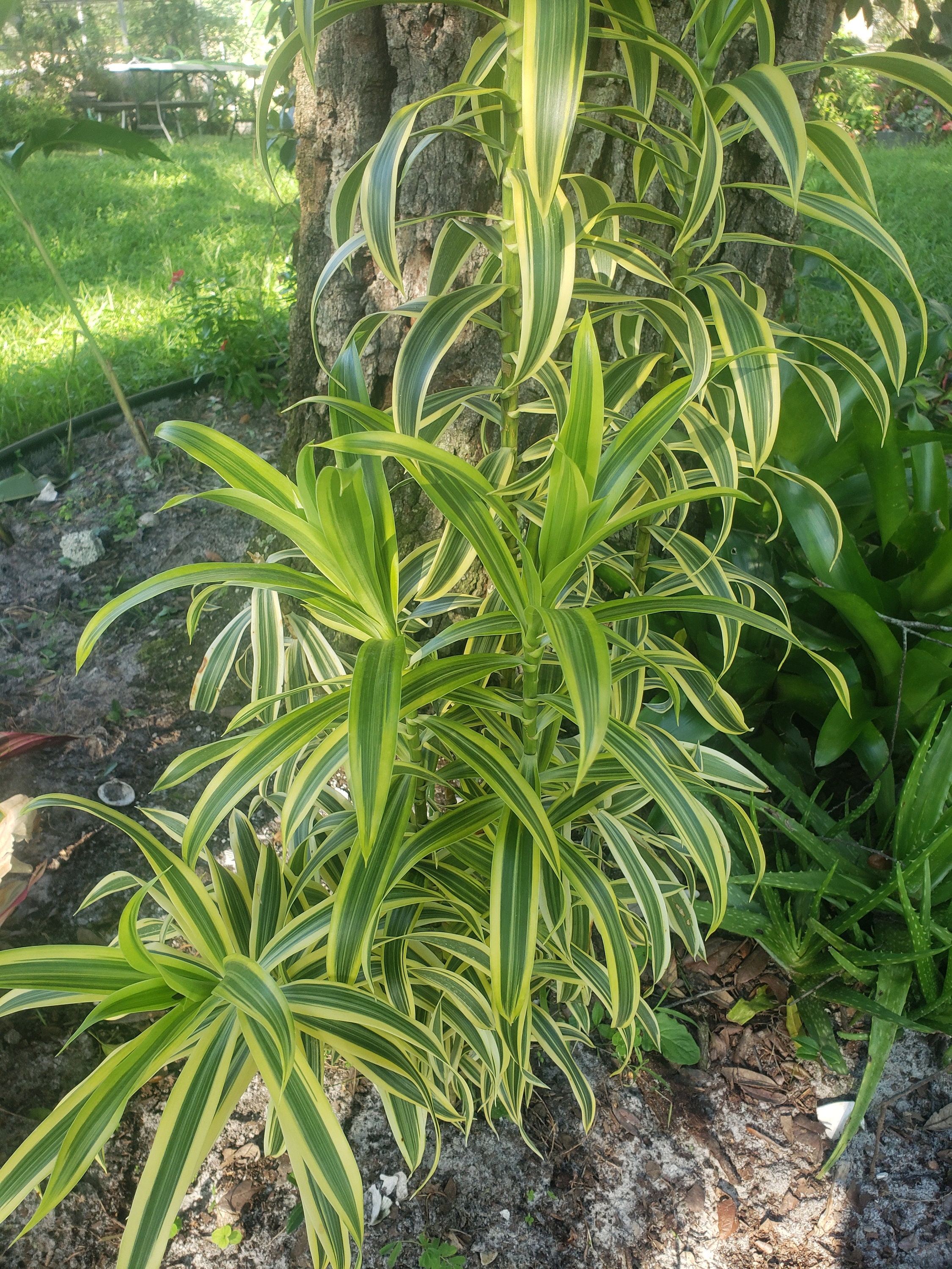 In Pot Live Well-rooted Song of India Plant Dracaena Reflexa - Etsy