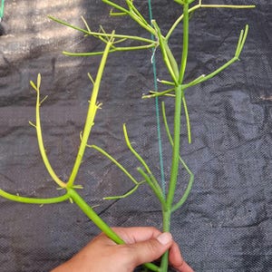 in pot live well-rooted pencil cactus Euphorbia tirucalli stick plant in 4 inch pot