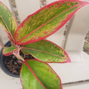 4&quot; pot rooted Aglaonema Siam Aurora plant Lipstick plant