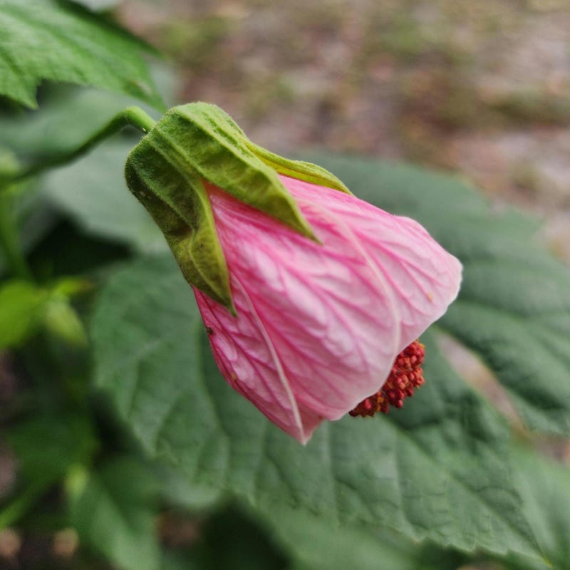 Abutilon - Etsy
