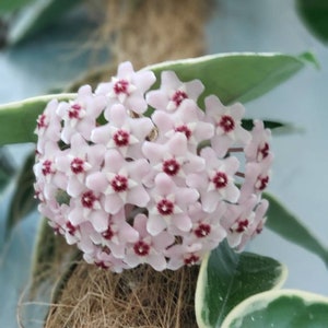 4&quot; pot live rooted rare variegated Hoya carnosa &#39;Krimson Queen&#39; tricolor wax porcelain flower honey plant