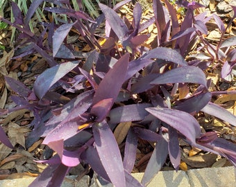 live, rooted in 4 inch pot Purple Hearts Tradescantia Padilla wandering Jew purple queen