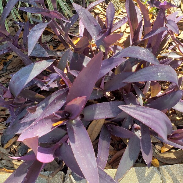 live, rooted in 4 inch pot Purple Hearts Tradescantia Padilla wandering Jew purple queen