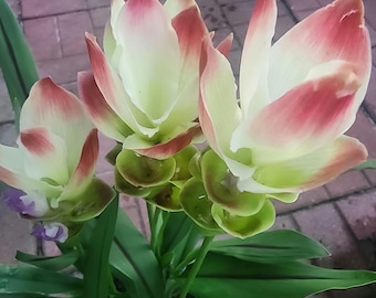 in pot Siam Tulip Curcuma Light yellow with bloom/ ready to bloom