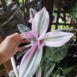 in pot Pink Wandering Jew Rare Nanouk Tradescantia spathacea