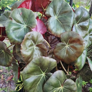 May include: Close-up of a begonia plant with large, round leaves. The leaves are primarily green with brown edges and prominent veins. Some leaves are a deep red color. The plant has a lush, full appearance, with multiple leaves visible.